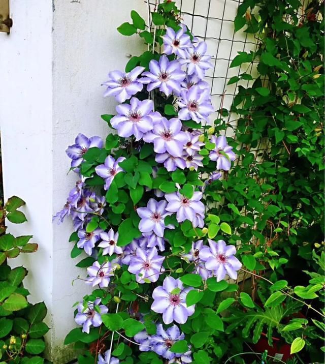  『花期』有院子,一定要养这“7种花”,花量大,花期长,好养又漂亮