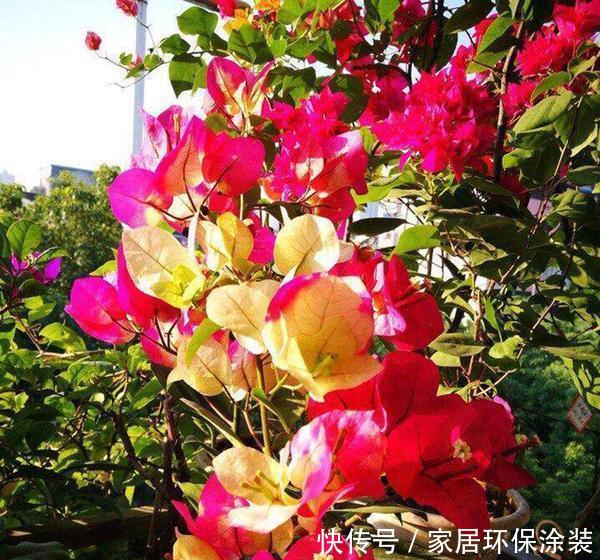  光照@三角梅总是不开花，除了养护原因，还有一个问题才是“关键”！