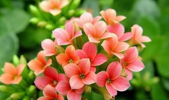 「夏季」夏季这“4种”花,就爱“晒太阳”,越晒开花越多,满屋飘香