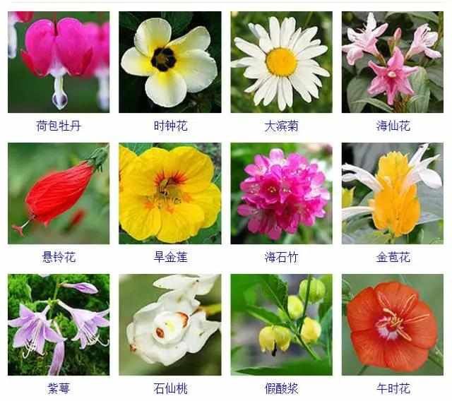  【品种】400种 · 观花植物品种大全，值得收藏