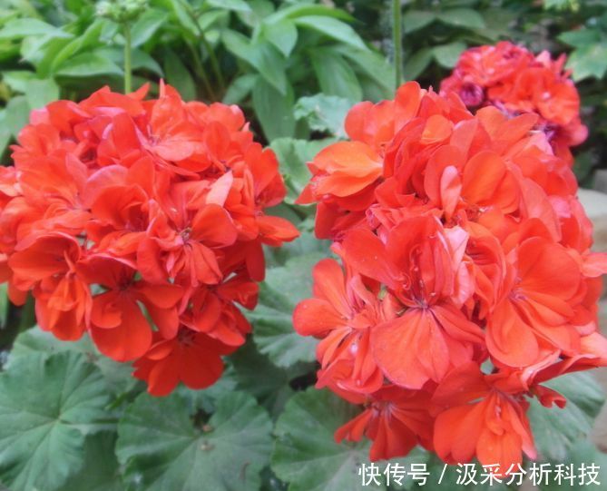  『花香』春天养花就养“它”，花香四溢，花朵多，开花一簇簇！