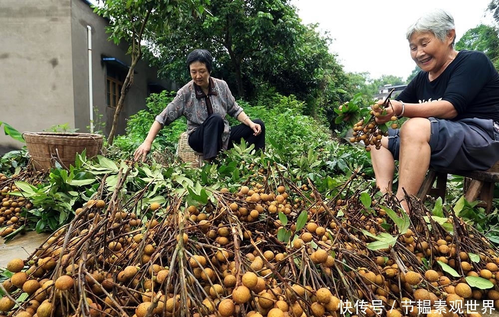  「桂圆」产量一年比一年高，价格却一年比一年低，农民不愿卖只