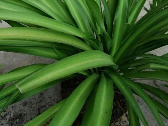  「图片作者」10种花，春天不能晒，躲屋里最安全！