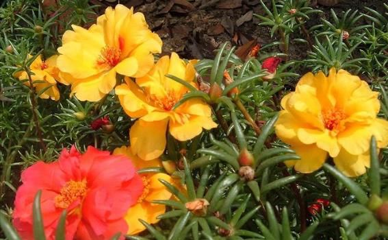 「随便」这4种花“随便养”，一年开花300多天，阳台变“花海”，轻松爆盆