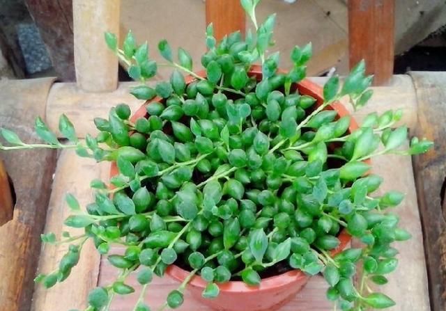  适合■多肉绿之玲介绍，叶片饱满，适合放在办公室