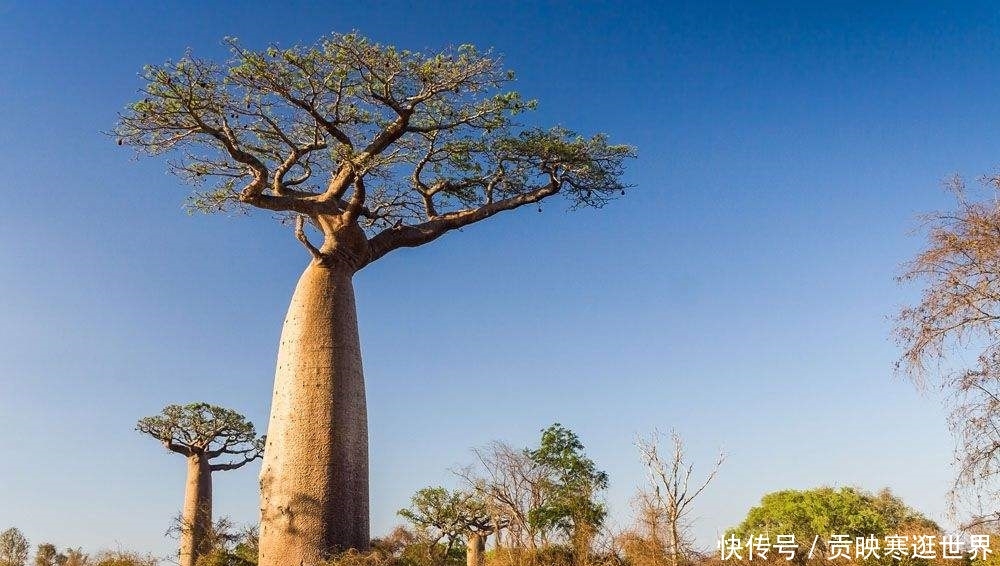 这种树一棵储水12吨，在沙漠中能救人，我国引进后现状让人无语