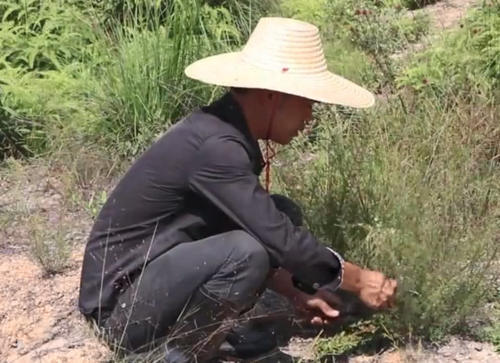 这种开着白花的野草，农民都用来做扫帚，殊不知它能治疗感冒发烧