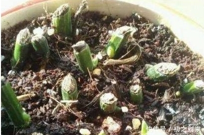  【绿萝】绿萝快死了，不要傻傻的扔了，学会这1招，一个月可以恢复回来