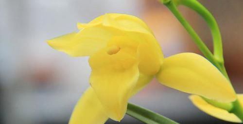  『鲜艳夺目』像黄金一样闪耀的兰花，香气幽香浓郁，花色鲜艳夺目，观赏性很高