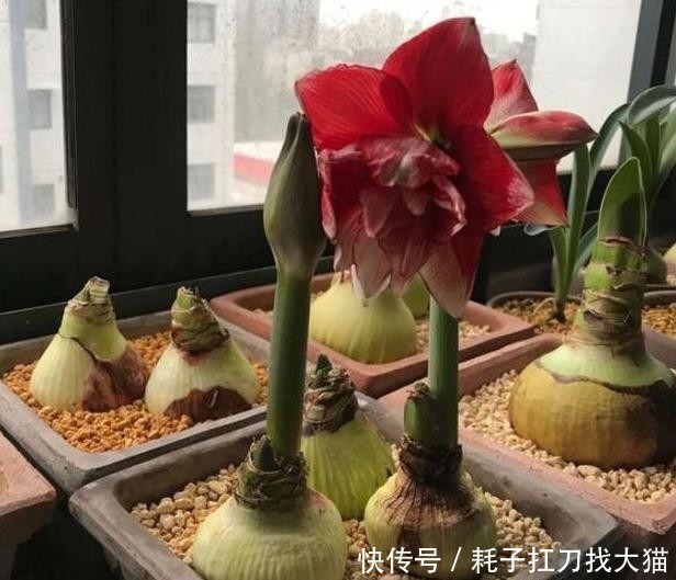  「能力」上班族养花就盆栽红花莲，观赏价值高、养护简单，繁殖能力强