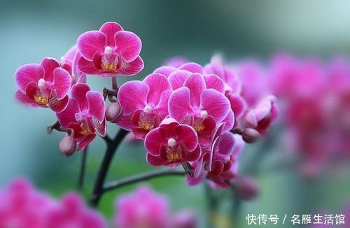 『花儿』夏天给花浇点加点“它”,驱虫又防病,叶绿花美,花儿长得旺