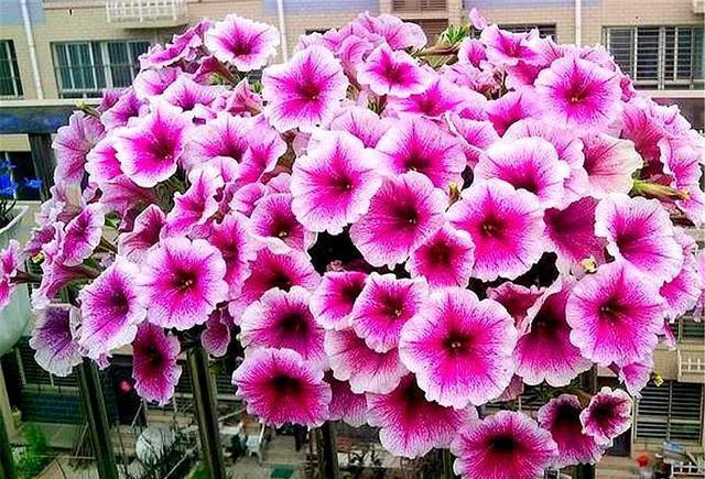 漂亮|3种最适合家庭养殖的“开花机器”,花朵漂亮,1年能开10个月