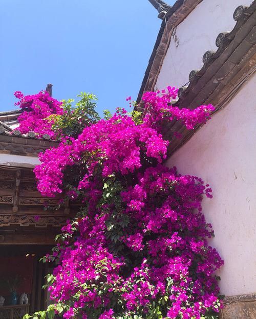  『漂亮』这些花朵超好养，养护简单又漂亮，花开多又香，新手也能养爆盆