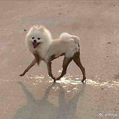 狗狗黑丝袜美腿 泥巴里滚了一圈突然有性感大长腿了