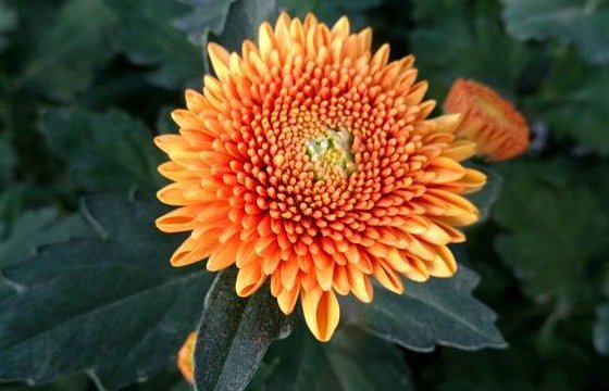  「盆栽」新手养花就养一盆“橙乒乓菊”，花色鲜艳明快，花期长适合盆栽养