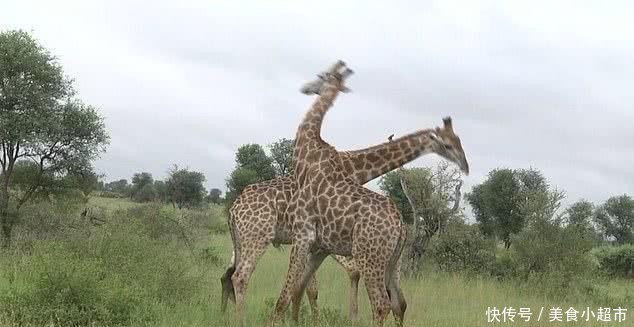 南非两只6米长颈鹿大战,疯狂脖击对方,战后秒