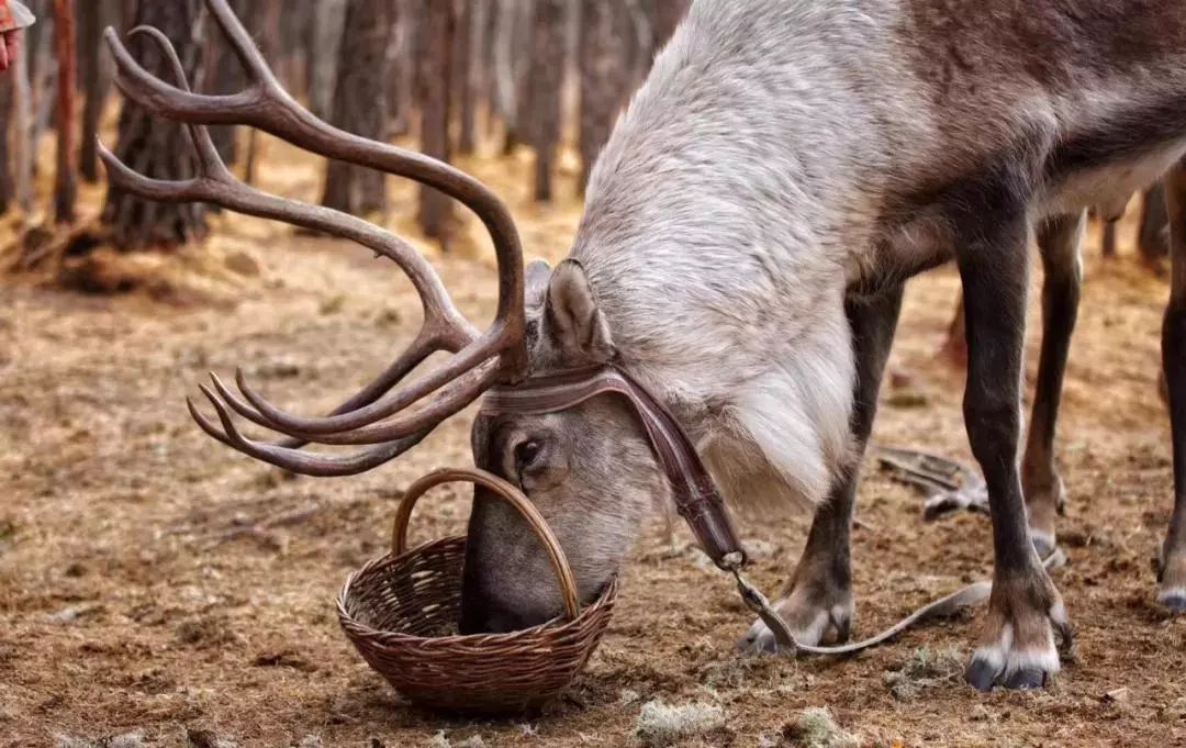 在呼伦贝尔大草原邂逅最美秋天!