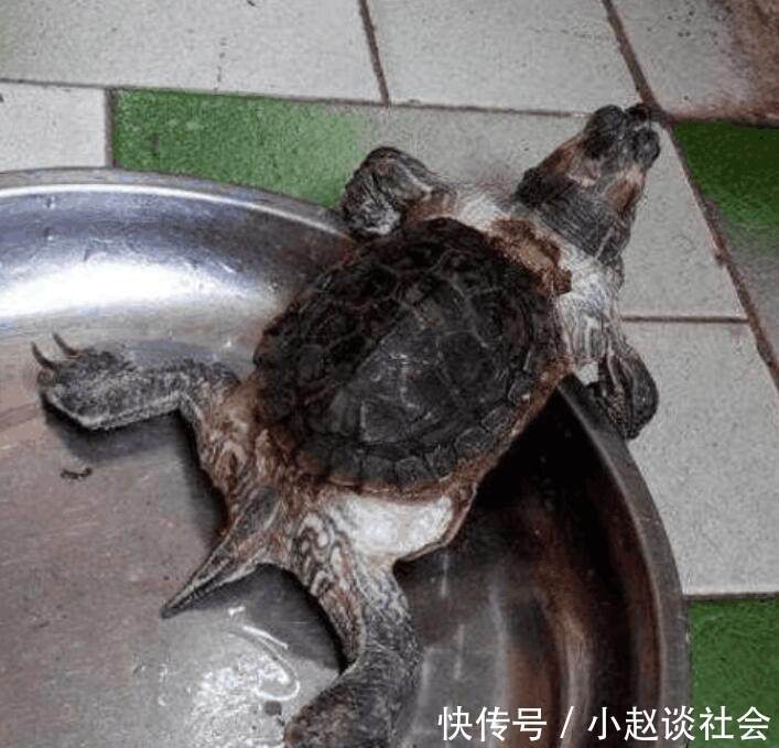 老人在世时养的乌龟,5年后被家人发现,网友:怎