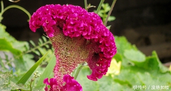  热情|此花就像是火焰一般的鸡冠，代表的是永恒的真爱，是秋日的热情