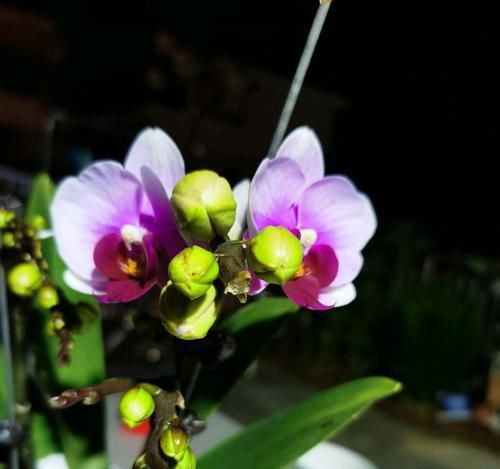  『剪掉』蝴蝶兰花苞不开花还消苞？花梗做个小手术，3天蝴蝶兰就爆花
