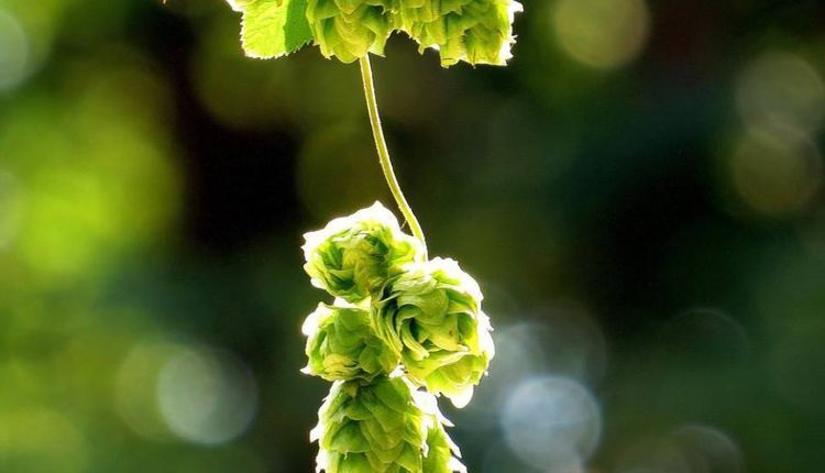  #喜欢#乡下一种野草，浑身是刺，以前农民不喜欢，现在20一斤，