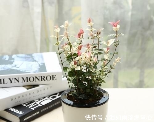 「花叶络石」农村遇到此“瑰宝级”植物,快挖回家摆起来!家人身体越变越棒