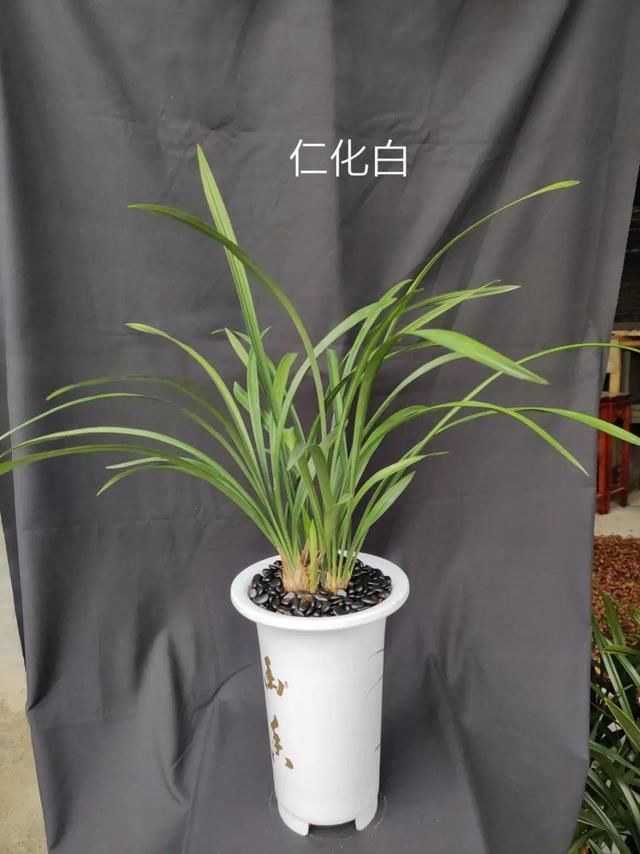 『家里』活的“香水花”，家里养一盆，有品位、气质佳！