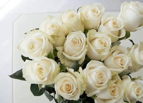  [德拉]“精品玫瑰”芬德拉，花开如美，无暇纯洁，可以说是盆栽必备！
