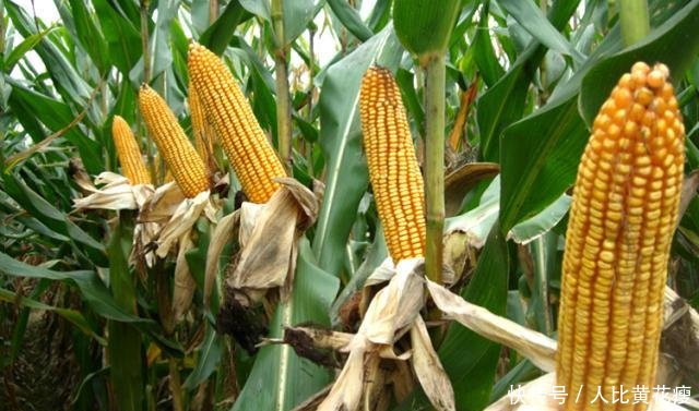 下半年起，农民可领取这8项补贴，单项补贴款最高过万！