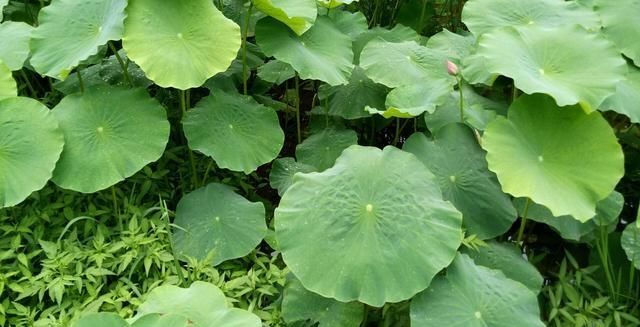  莲藕■农田里长出的“宝贝”，知道是什么吗？其实你每天都有见过