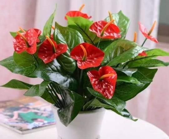  #适合#这5款花卉，一开会就停不下来，漂亮又喜庆，适合春夏阳台，美艳
