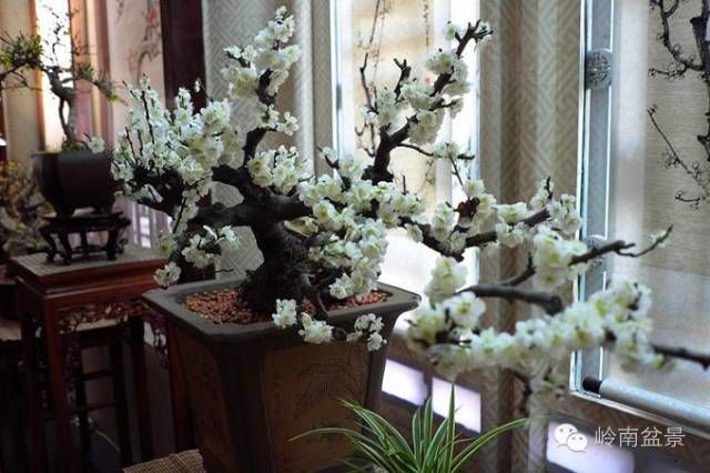 盆景构景十种风格