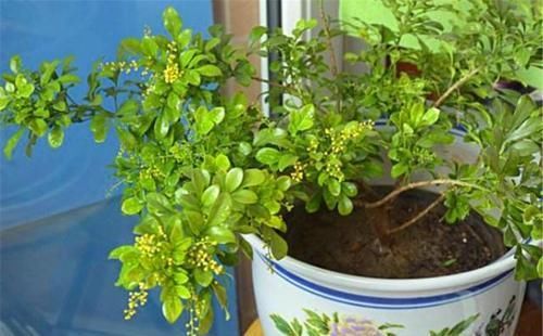  「适合」这“3种盆景”，个个叶片比花美，还能消毒、去异味，适合摆卧室