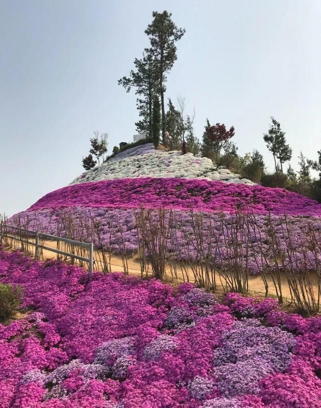  慎养■这花要慎养，每年砍掉3麻袋，照样蹭蹭长