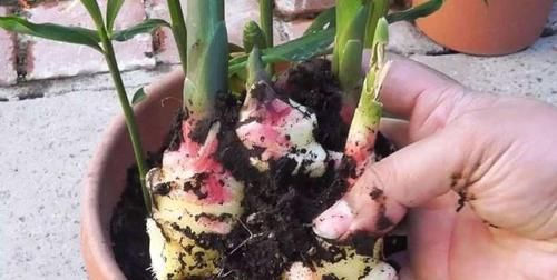  「白菜」“废根”不要丢，埋土“留半截”，20天成“盆栽”，还开花结果