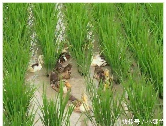 大叔用农田打造水稻鸭子鱼, 年入几十万