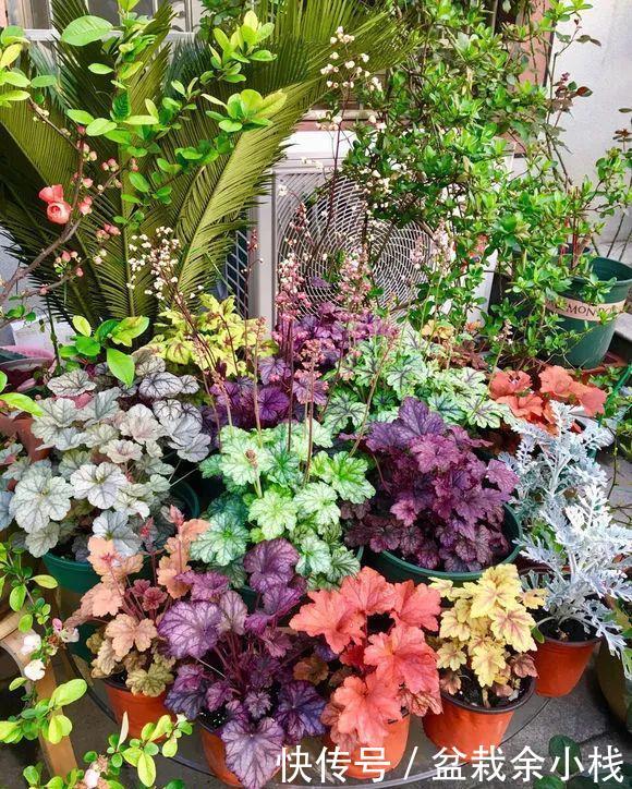  室内■5种花儿叶片自带“花纹”，室内就能长爆盆，看看你家有几种？