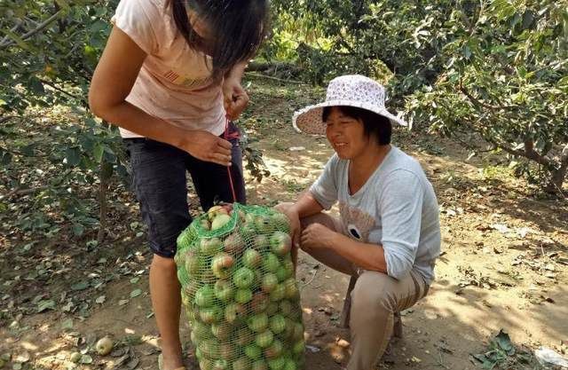 果园丰收，万斤水果烂地上无人要，果农忍痛砍树