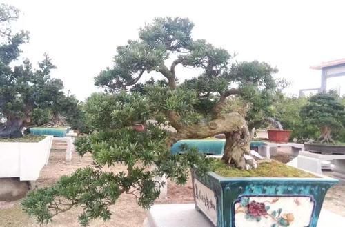  「妙用」盆栽控旺的几个妙用你会吗？学会控旺枝更粗，花更多，型更美
