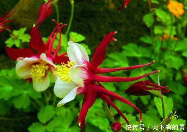 「名字」3种花名字很俗气,但非常好养活,开花量大爆盆简单,谁养谁喜欢