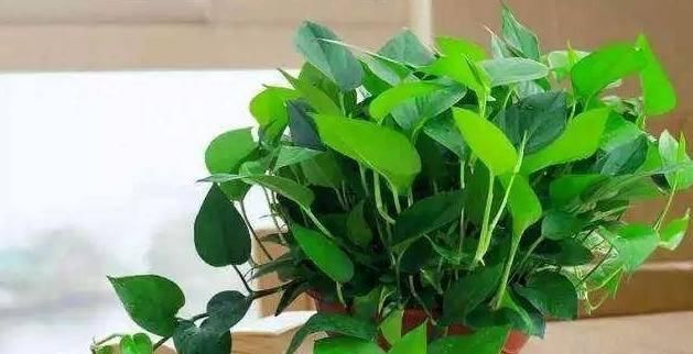  「充足的水分」6种花“喜欢水”，现在养，浇水就呼呼冒新叶，不费劲就长一大盆