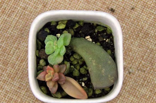  『春天』春天真是繁殖的好季节，几片叶子养成盆栽，省事方便成活率高
