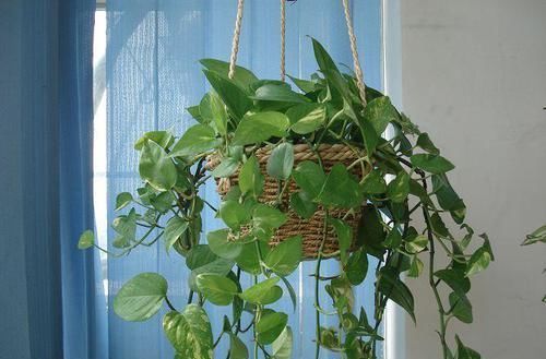  『绿萝』家庭常见植物，绿萝可不少，想要长得快，得了解喜欢什么样的肥料