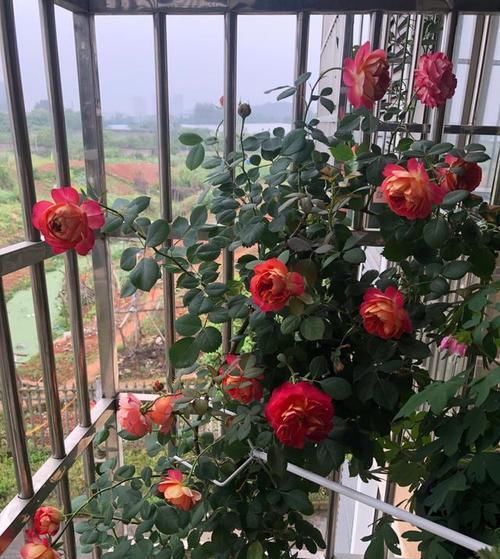 「玫瑰」此花是花界“宠儿”,比玫瑰艳,比茉莉香,新手也能养出百天花期
