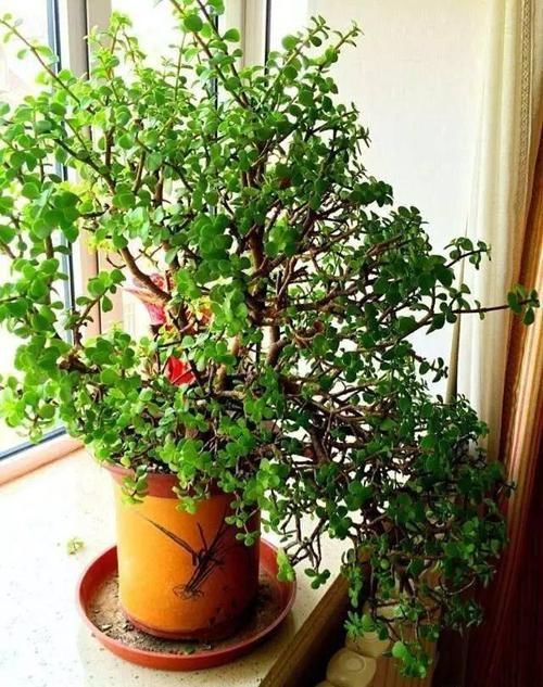  爆满■金枝玉叶晒伤了？换个位置养，3天复元气，泼泼辣辣爆满盆