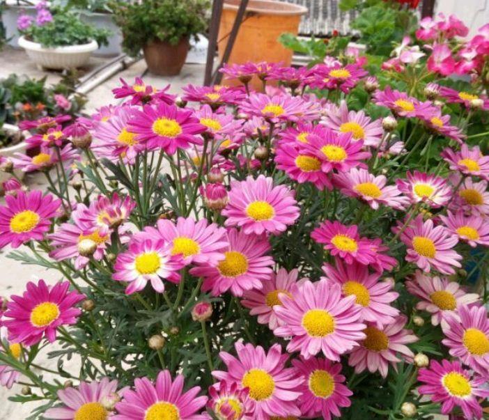  生长环境■喜欢养护花卉，就在家养护开花量大、花期长，容易爆盆的5种花卉