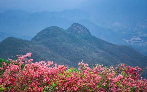  品种@300多个品种！临平公园杜鹃已经盛放！另有千亩花海即将红遍山野