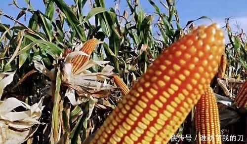 高产种子