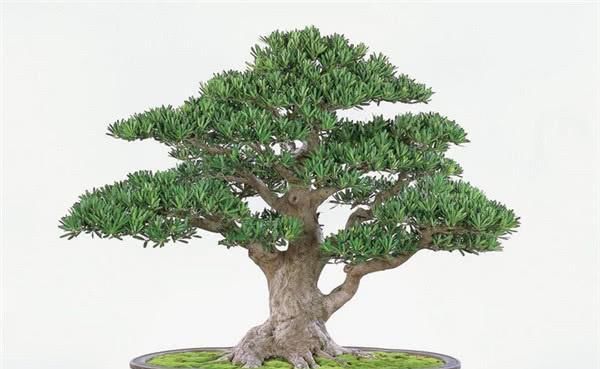 【空地】以为罗汉松只是观赏植物,原来还能结果,结的果子和松果不太一样