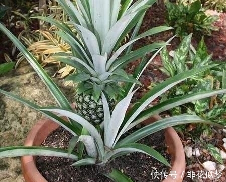  【看不上】爷爷在花盆种“菠萝”，家人一开始看不上，3年后结出了2斤大果